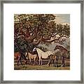 Brood Mares And Foals Framed Print