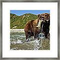 Brown Bear And Salmon, Alaska Framed Print