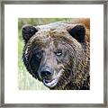 Brown Bear Of Denali Framed Print