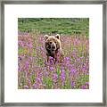 Brown Bear Sow In Fireweed Framed Print