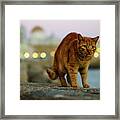Brown Cat And Cathedral By The Sea Cadiz Spain Framed Print