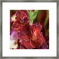 Brown Jewel 5. The Beauty Of Gladiolus Framed Print