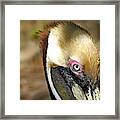 Brown Pelican In Breeding Plumage Framed Print