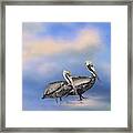 Brown Pelicans At The Shore Framed Print