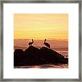 Brown Pelicans On Rocky Shore Framed Print