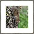 Brown Rat Climbing A Tree Framed Print