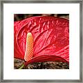 Bsg Anthurium Framed Print