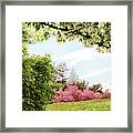 Daffodil Hill Delight Framed Print