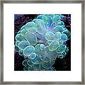 Bubble Coral Framed Print