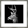 Buck In Black And White Framed Print