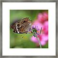 Buckeye Butterfly In Garden 2019 Framed Print