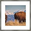 Buffalo Grazing At Dawn Framed Print