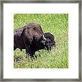 Buffalos Spring Feast Framed Print