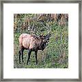 Bugling Elk #1 Framed Print