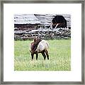 Bull Elk, Great Smoky Mountains National Park Framed Print