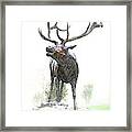 Bull Elk Framed Print