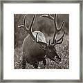 Bull Elk In Banff National Park Framed Print