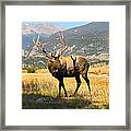 Bull Elk In The Rocky Mountains Of Framed Print