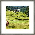 Bull In The Meadow Framed Print