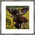 Bull Moose Enjoys A Light Sunrise Rain Framed Print