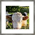 Bull, The Cotswolds, Uk Framed Print