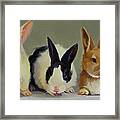 Bunny Babies Framed Print