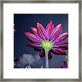 Burgundy Cape Daisy Framed Print