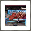 Burmese Monk Resting On Bench Framed Print