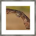 Burrowing Owl In Fly Framed Print