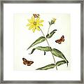 Butterflies And Sunflower Framed Print