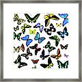 Butterflies Framed Print