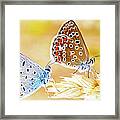 Butterflies Framed Print