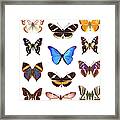 Butterfly Collection Framed Print