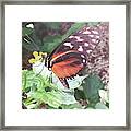 Butterfly Daze Framed Print