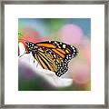 Butterfly Garden Framed Print