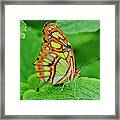 Butterfly Leaf Framed Print