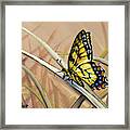 Butterfly Meadow - Part 2 Framed Print