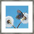 Butterfly On Dandelion Framed Print