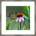 Butterfly On Echinacea Framed Print