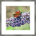 Butterfly On The Buddleia Framed Print