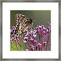 Butterfly On Wild Flowers Framed Print