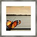 Butterfly Perched On Sunlit Window Sill Framed Print