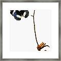 Butterfly Transformation Framed Print