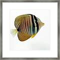 Butterflyfish Framed Print