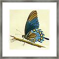 Butterfy Detail - Papilio Philenor Framed Print