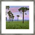 Cabbage Palm Moon Framed Print