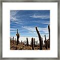 Cacti On The Salar De Uyuni Bolivia Framed Print