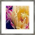 Cactus Flower - Red-barrel Framed Print