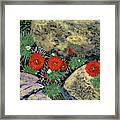 Cactus Blooms Among The Rocks Framed Print