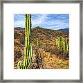 Cactus Mountain Framed Print